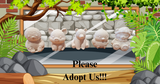 Animal Adoption Station!