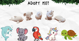 Animal Adoption Station!
